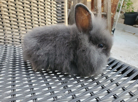 Mini lops and lion heads