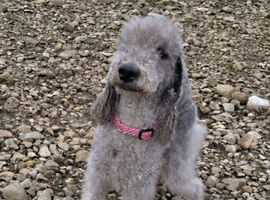 2 year old bedlington terrier