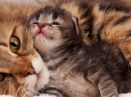 Looking for 2 kittens under 5 months old