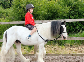 A kids dream pony