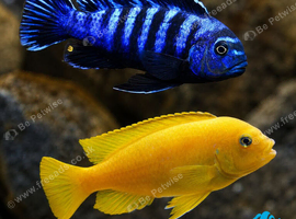 Looking for Salousi cichlids