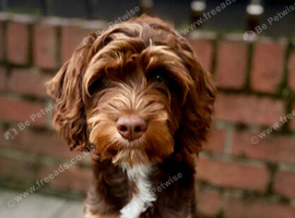 Cockerpoo/spaniel Girl for sale