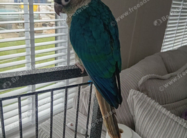 GC Conure turquoise and cinnamon