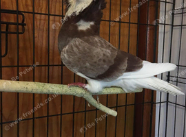 Young  Old Dutch Capuchine  for  Rehome.