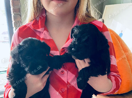 Miniature Schnauzer Puppies/Pups KC Registered