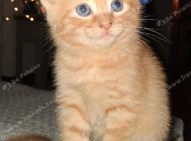 Mainecoon x