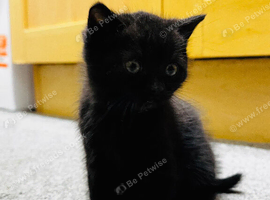 Black British short hair