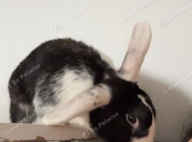 Rabbit