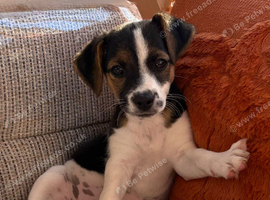 Traditional short-legged Jack Russell puppy's.