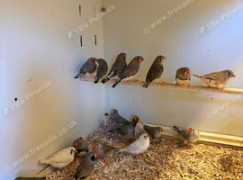 Zebra Finches
