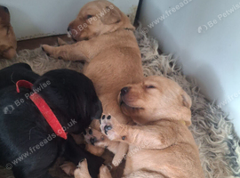 Labrador puppies