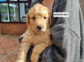 LAST REMAINING F2b Goldendoodle puppies