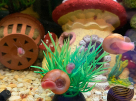 Ramhorns snails (fish tank)