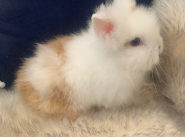Baby double maned lionheads