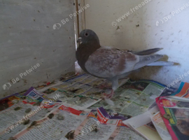 I have 3 pigeons. FOR SALE RACING PIGEON .X TRUPTER. TRUPTER...