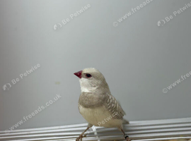 Silver dimoned