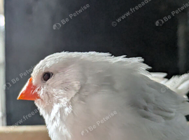 Pure white cock bird