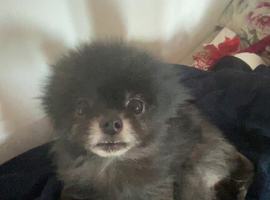must get rid of my lovley dog due to illness