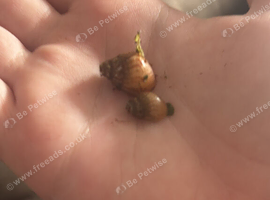 African land snail baby&rsquo;s