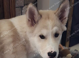 Beautiful AkitaMute for sale