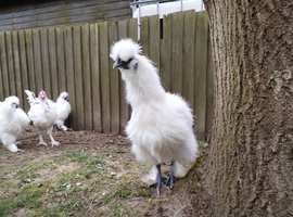Silkie cockerels and Mixed cockerels