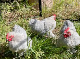 Beautiful purebred lavender pekin bantam cockerels 14 weeks