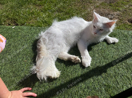 Mainecoon male polydactyl