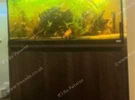 Fish tank dimensions 120x40x55 LxWxH