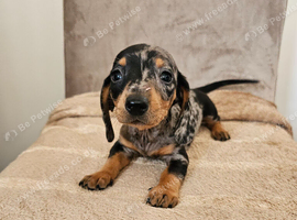 Miniture Dachshund puppies