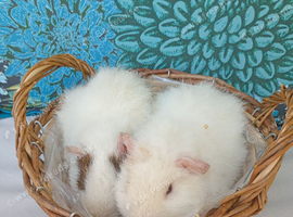 Guinea pigs