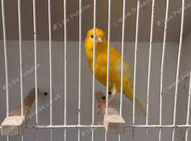 x4 Persian canary&rsquo;s males available