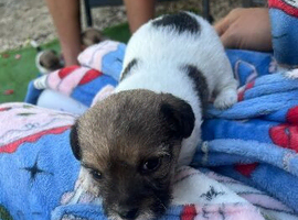 Miniature jack Russell puppies ready for there forever home
