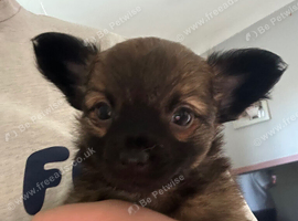 1 male long haired chihuahua puppy