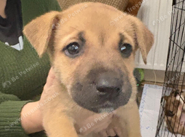 Bullkita puppies