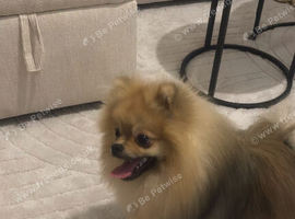 A beautiful multicoloured Pomeranian looking for a new home