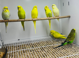Budgies