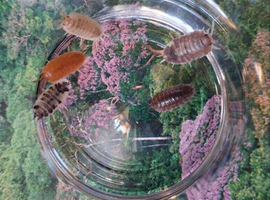 Swift Woodlice, Porcellio laevis Isopods