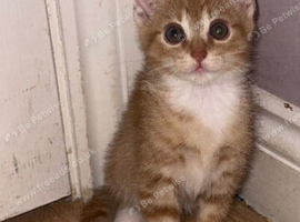 4 kittens