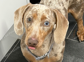 Miniature dachshund