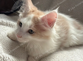 Last Maine Coon Boy Kittens. Ready Now