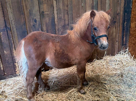 Registered Minature sheltland colt foals.