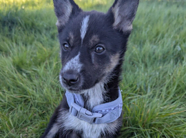 German shepherd x husky