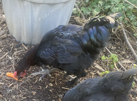 Hybrid Olive Egger Cockerel - 15 weeks old raised on organic feed in a natural garden