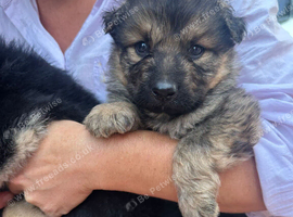German shepherd puppys