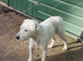 male parson jack Russell