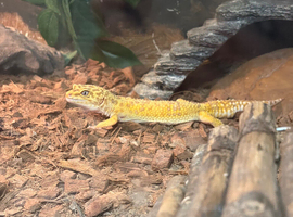 Breeding pair of leopard geckos