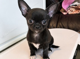 Chihuahua