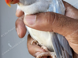 Beautiful Rare Opaline Cleartail Mutation Baby Ringneck