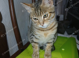 Bengal boy 10 weeks old