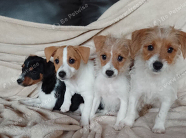 Jackrussell pups